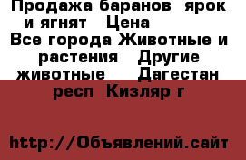 Продажа баранов, ярок и ягнят › Цена ­ 3 500 - Все города Животные и растения » Другие животные   . Дагестан респ.,Кизляр г.